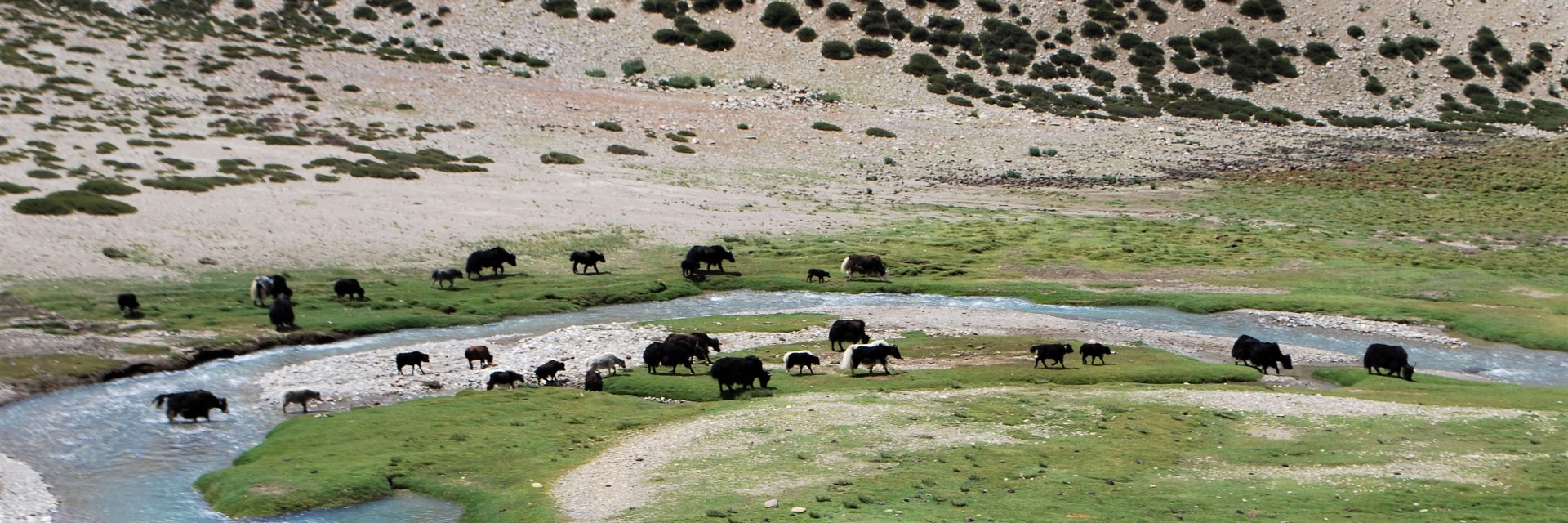 Tso Moriri Trek