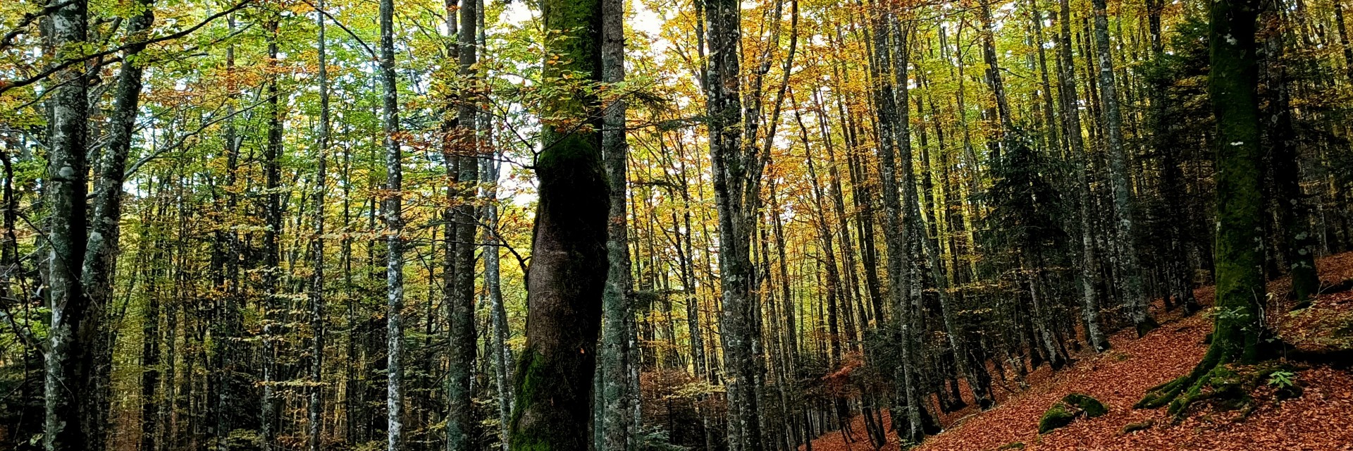 casentino