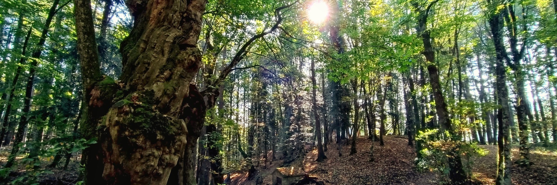casentino