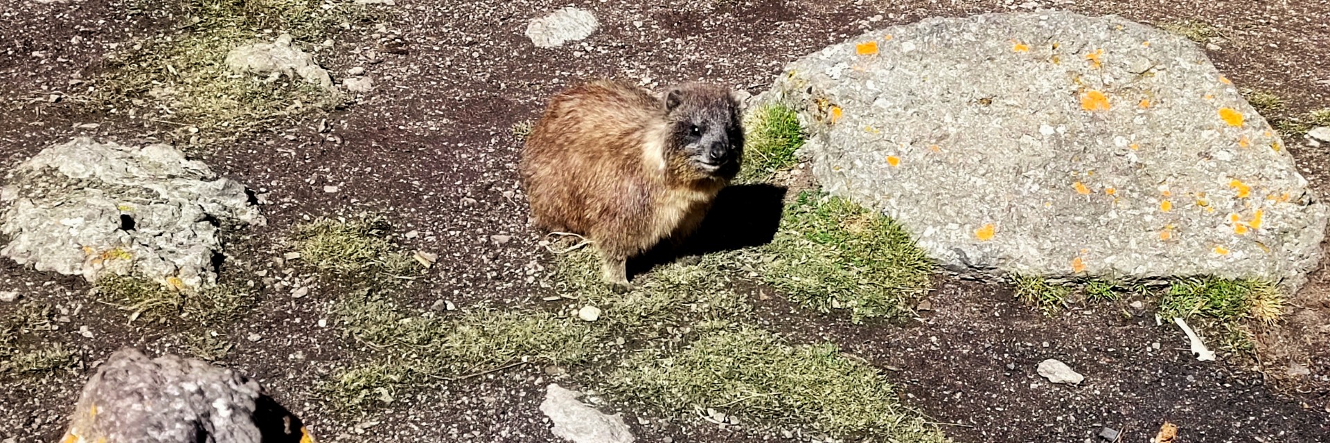 marmotta kenya