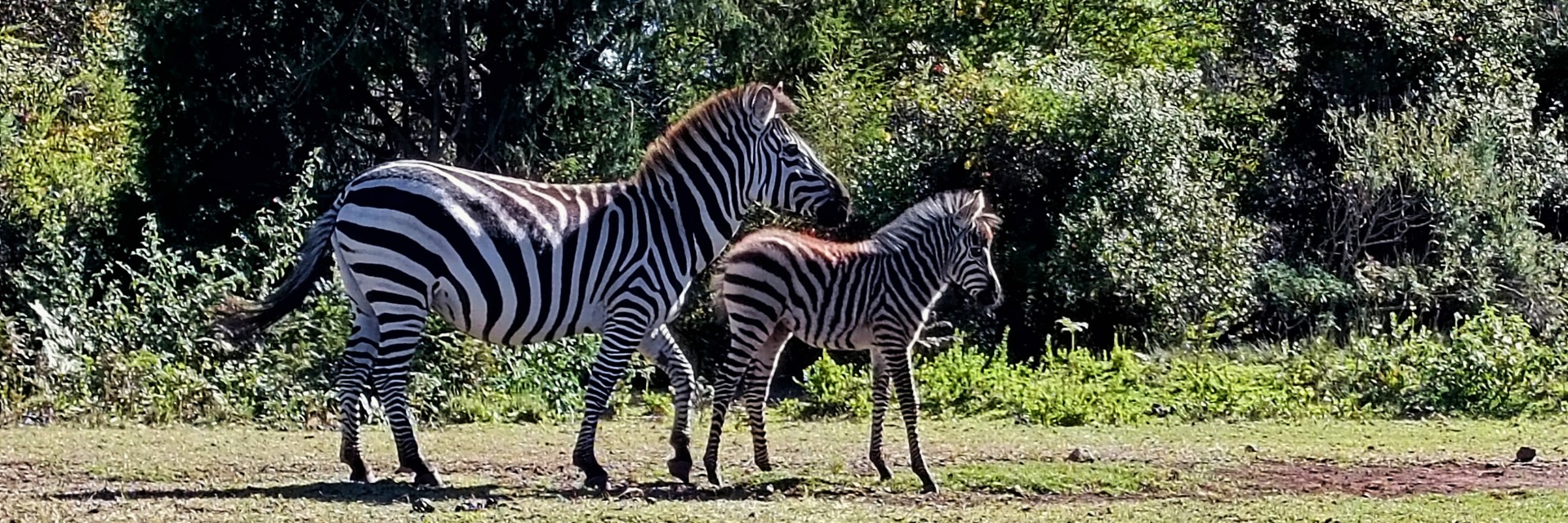 zebra kenya