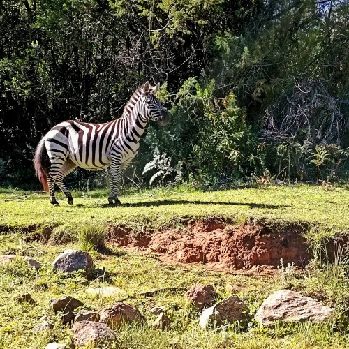 zebra