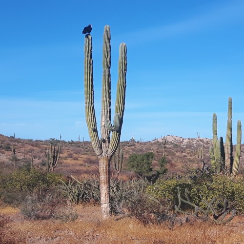 Baja california avvoltoio