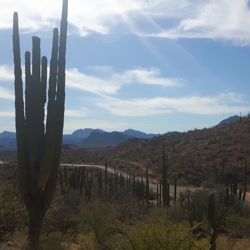 Baja california cactus alti