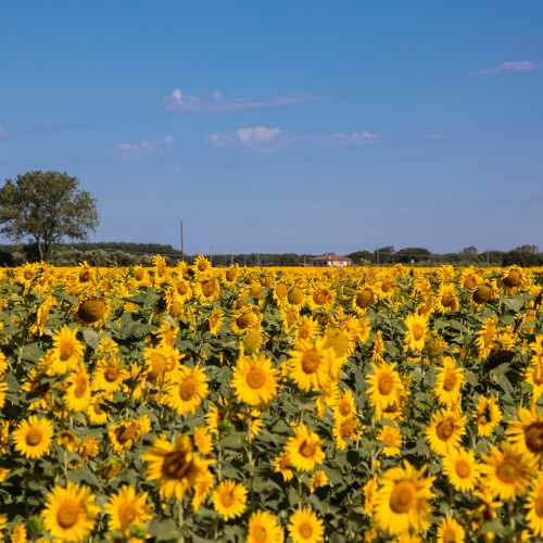Maremma
