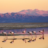 Cile & Bolivia