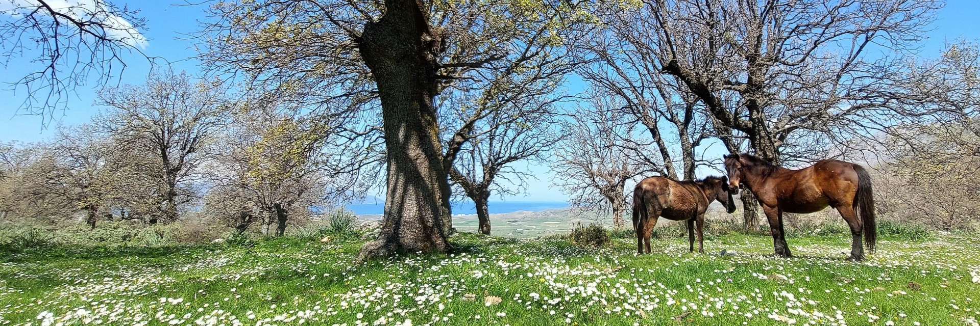 Albania