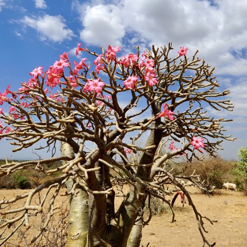 Etiopia Sud