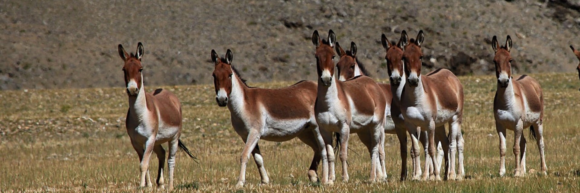 Tso Moriri Trek