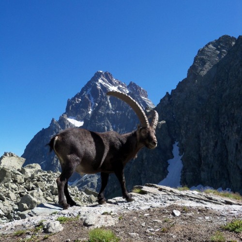 monviso