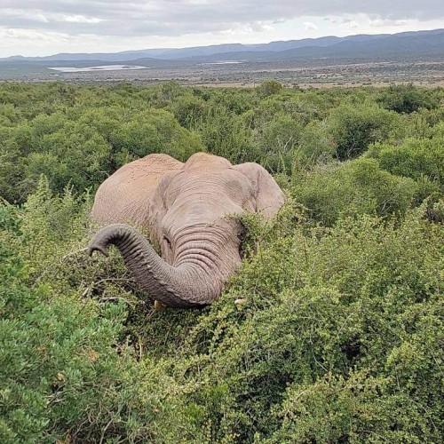Addo Elephant National Park