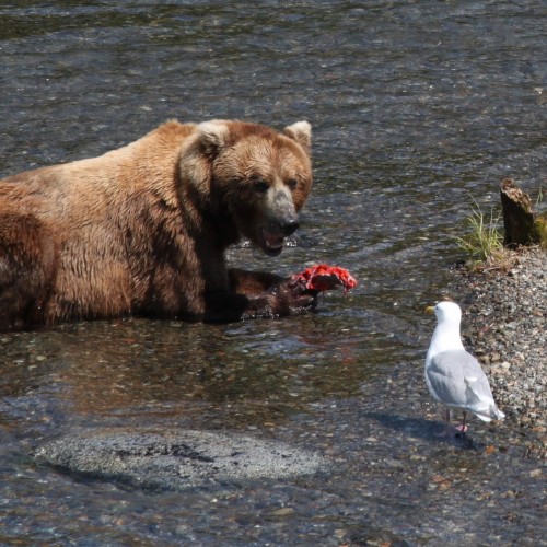 Alaska