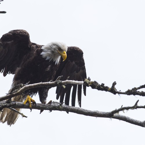 Alaska eagle