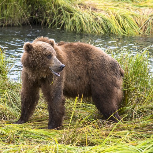 Alaska orso kodiak