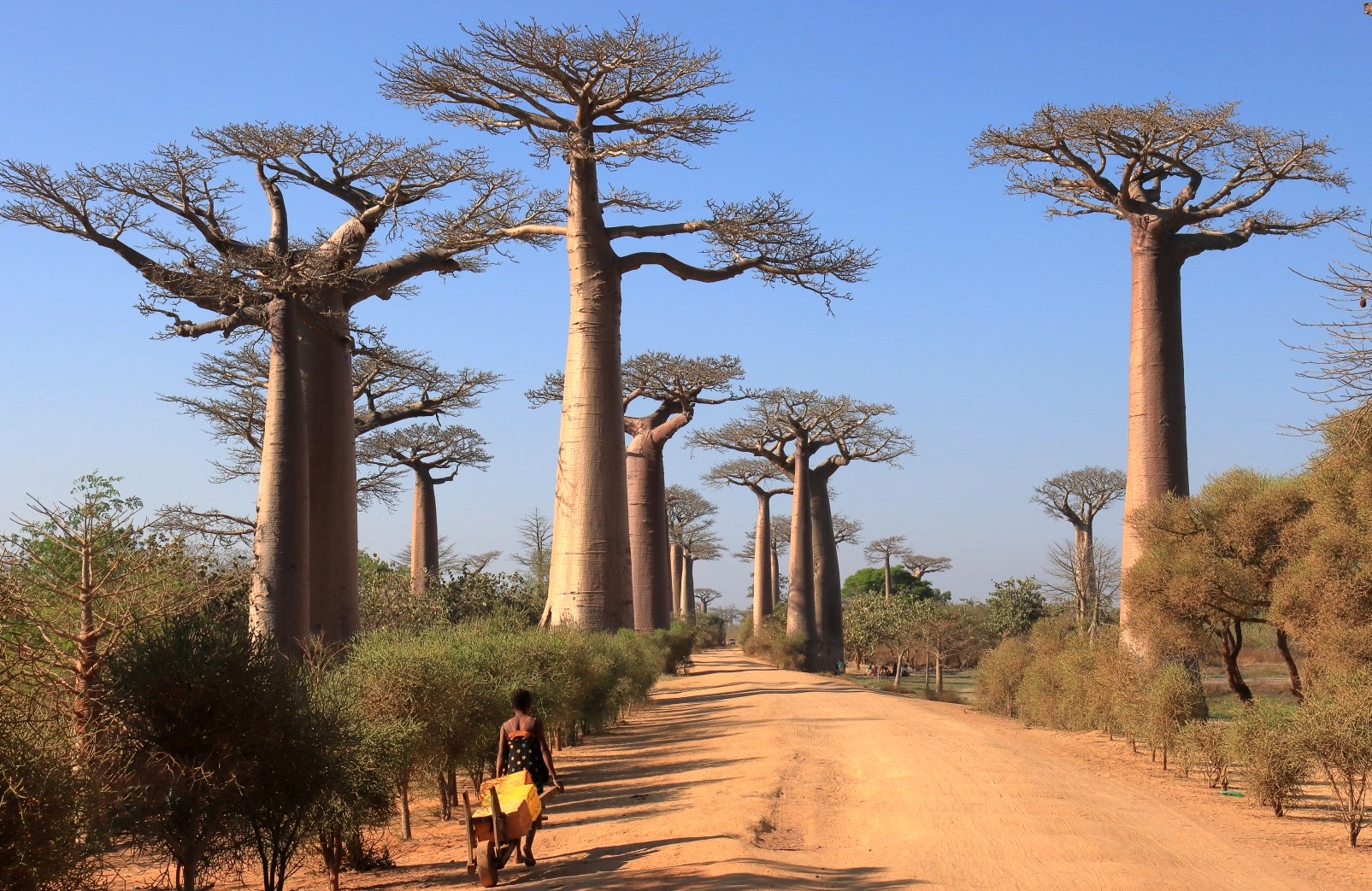 Madagascar