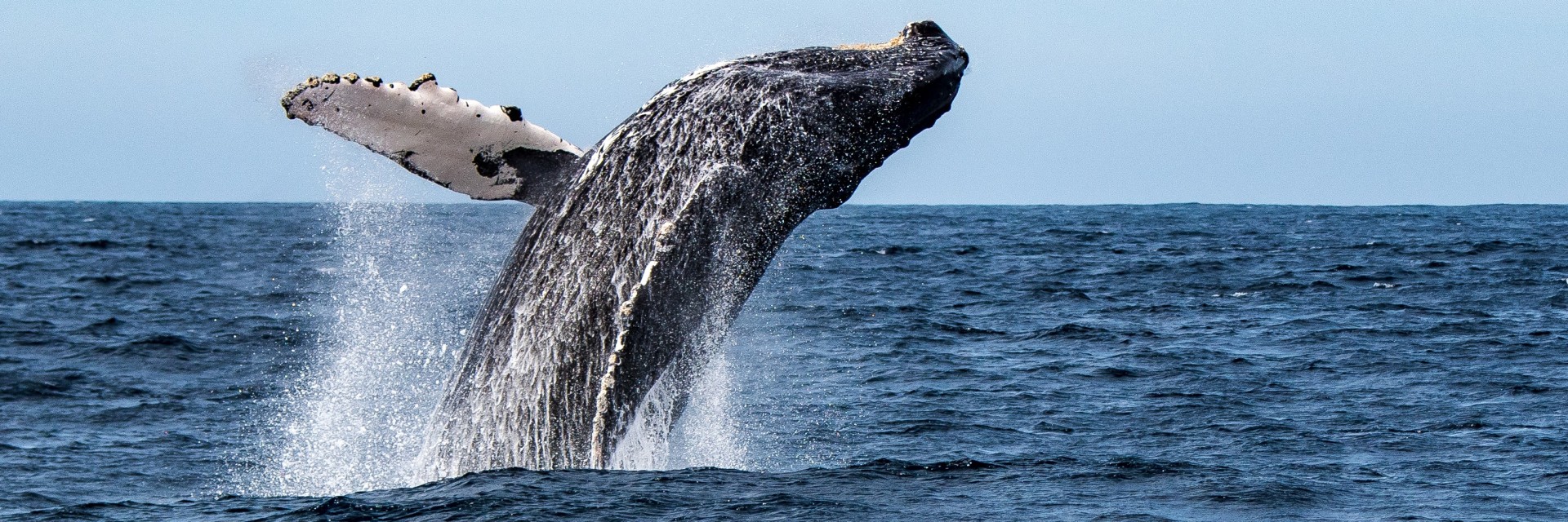 Baja California Kailas Viaggi