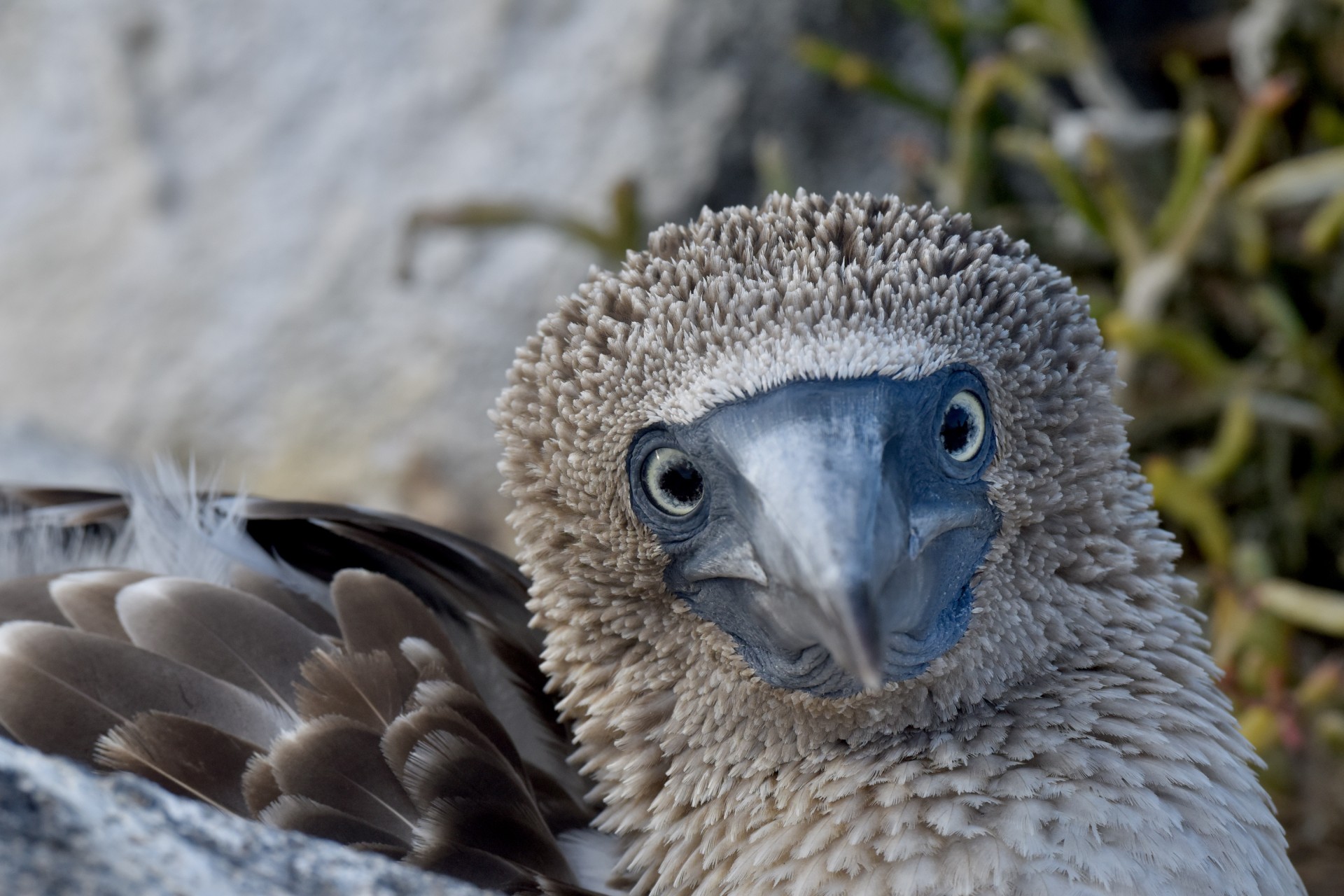 Galapagos