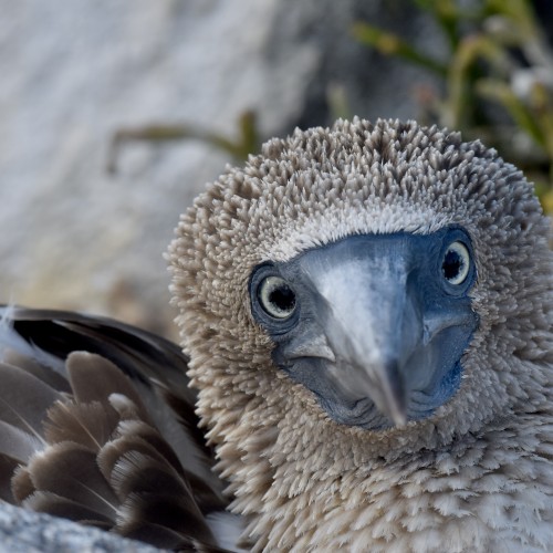 Galapagos