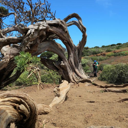 Canarie