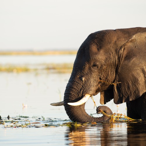 Chobe National Park