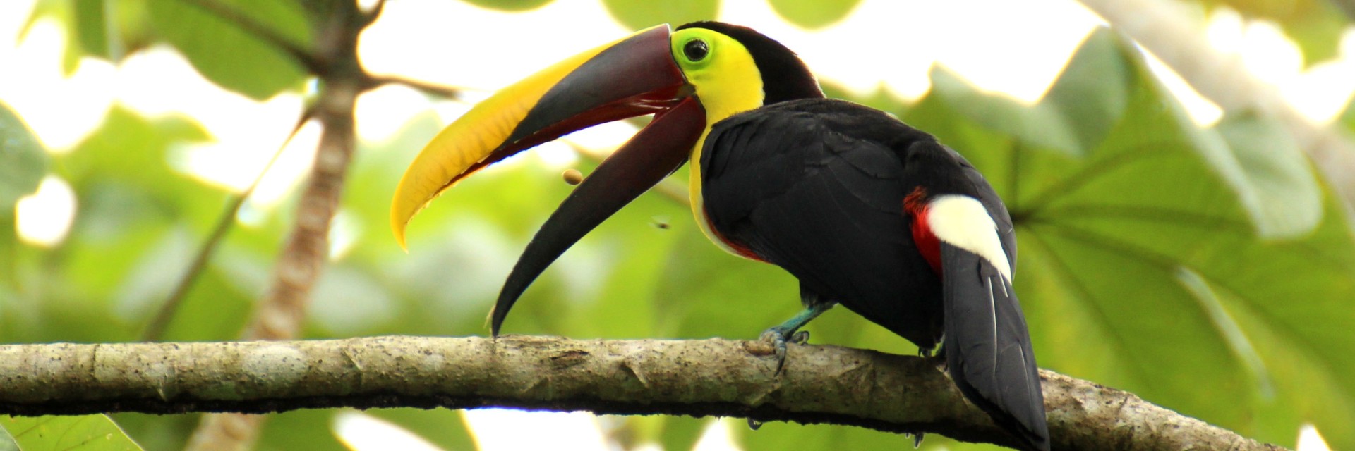 Costa Rica tucano