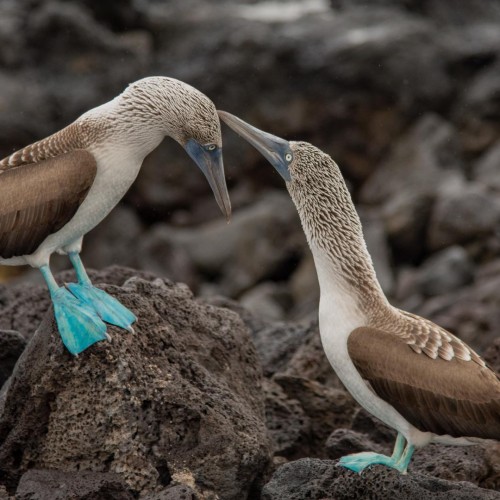 Galapagos