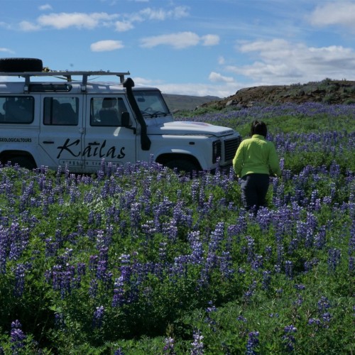 Lupini area Kjolur