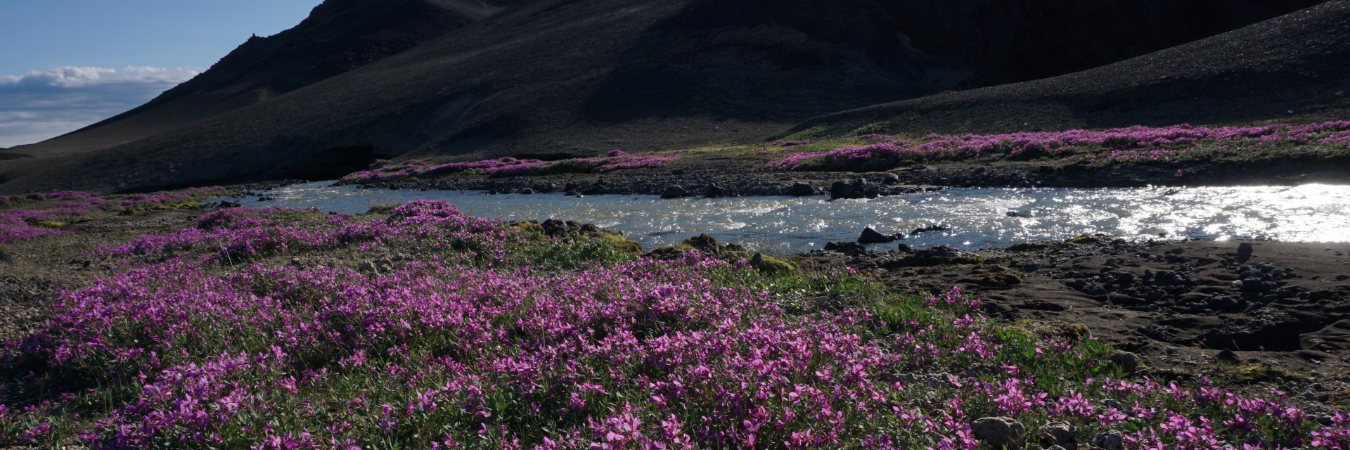 Natura nel deserto