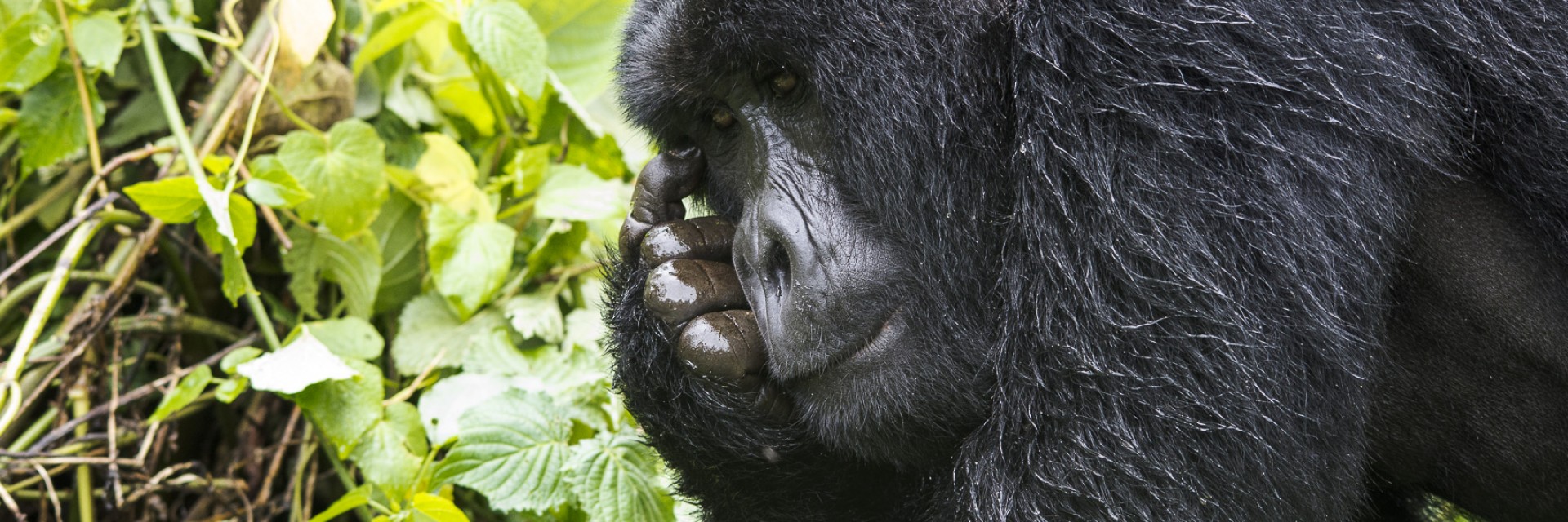 Gorilla