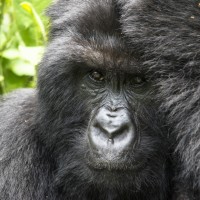 Gorilla