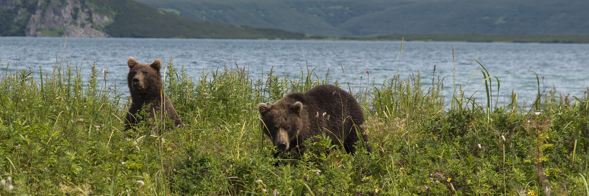 Kamchatka Orsi