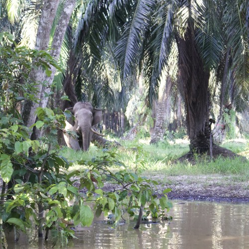 Kinabatangan