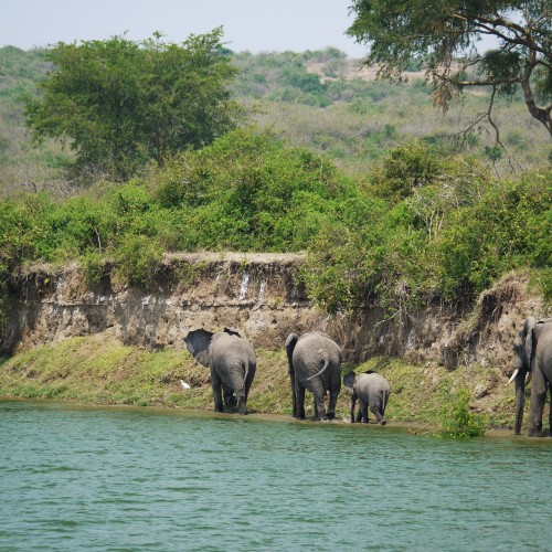 Elefanti Uganda