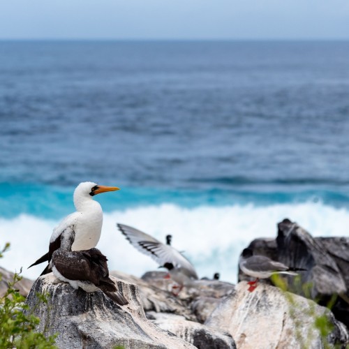 Galapagos