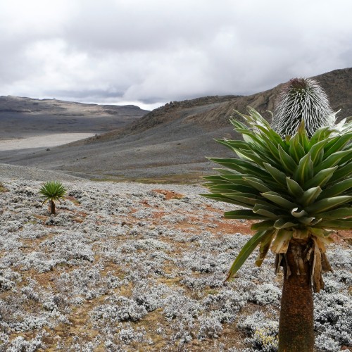 Etiopia Rift