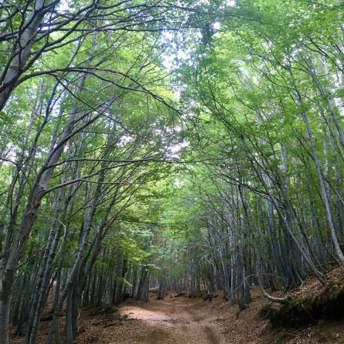 Etna bosco