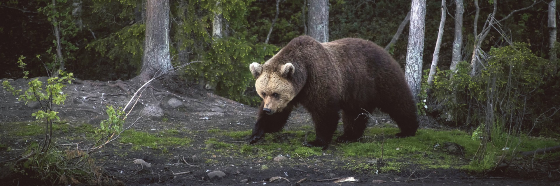 Finlandia orso