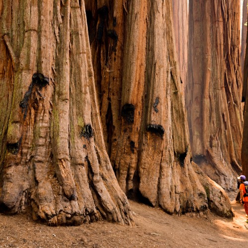 California
