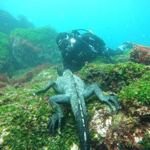 galapagos