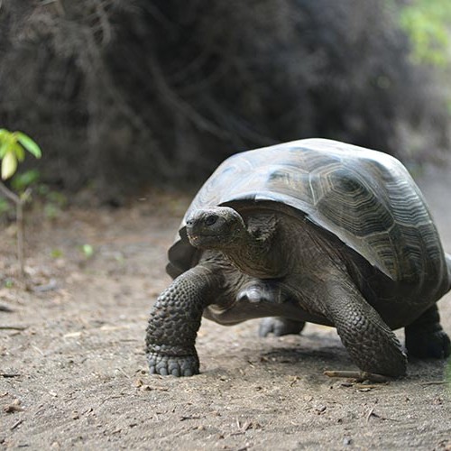 Galapagos