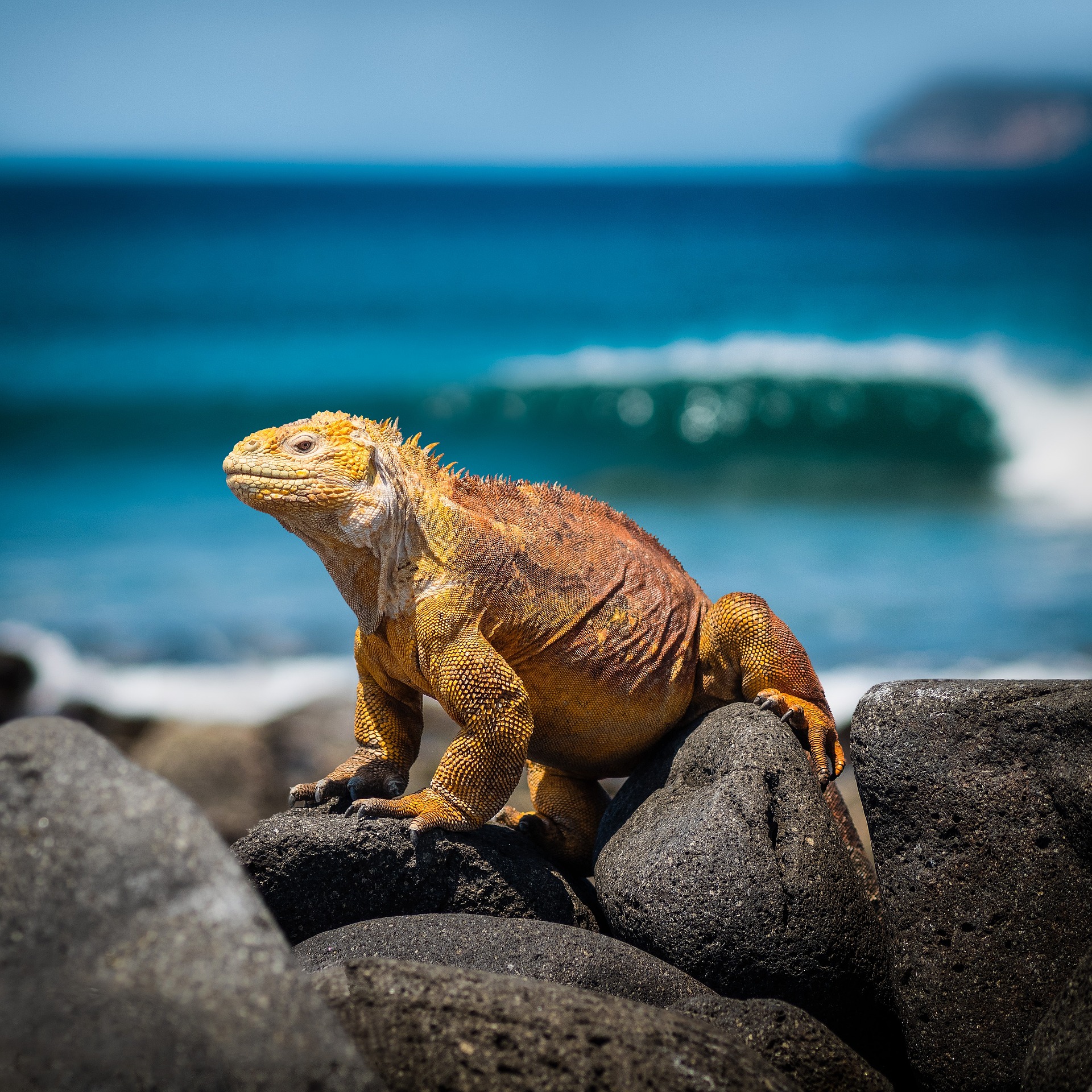 Galapagos iguana