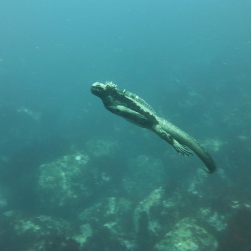 Galapagos iguana marina