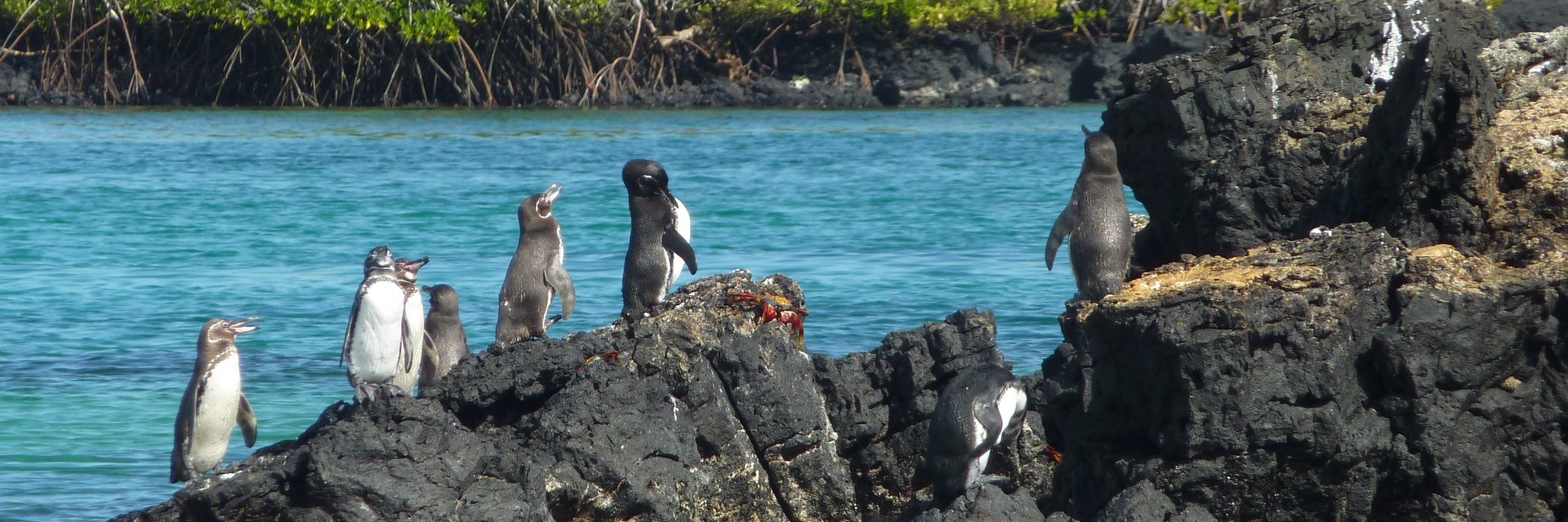 Galapagos pinguini