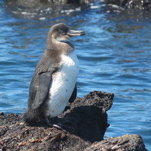 Galapagos pinguino