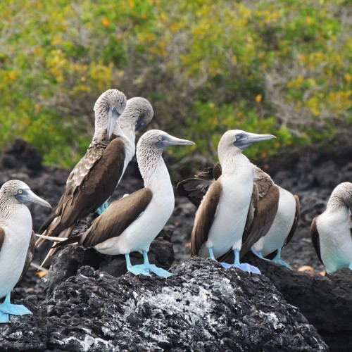 Galapagos sula piediazzurri