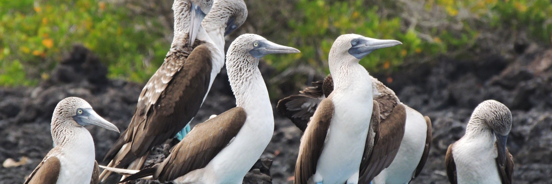 Galapagos sula piediazzurri
