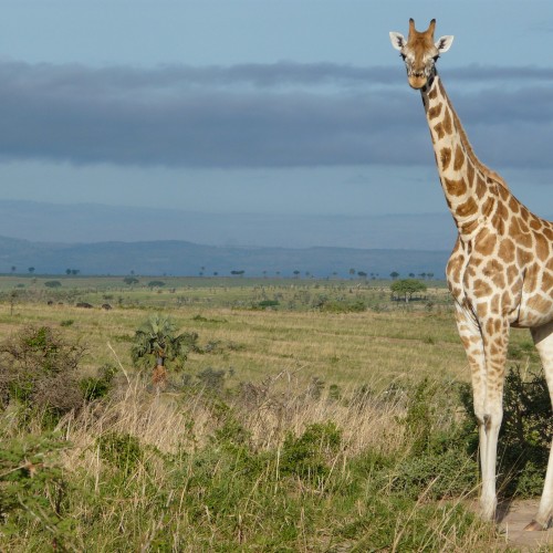 Giraffa Uganda