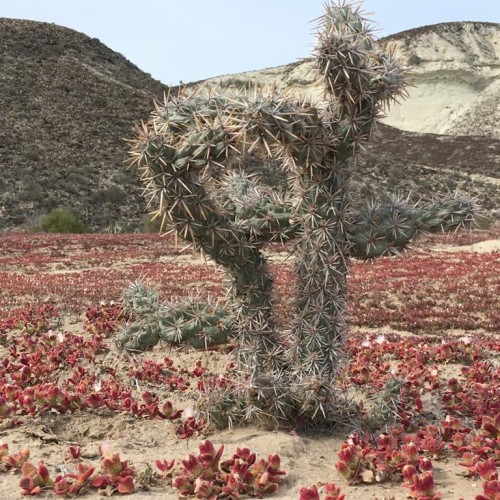 Baja california deserto in fiore 3