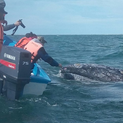 Baja california balene grigie 4