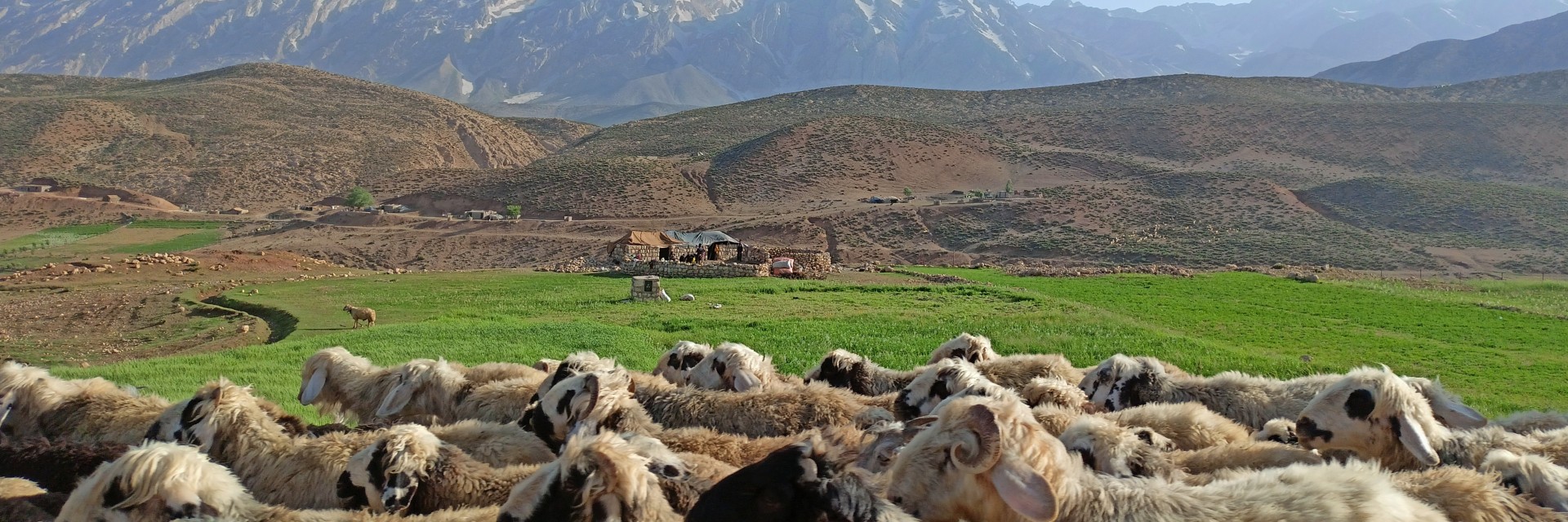 Iran W